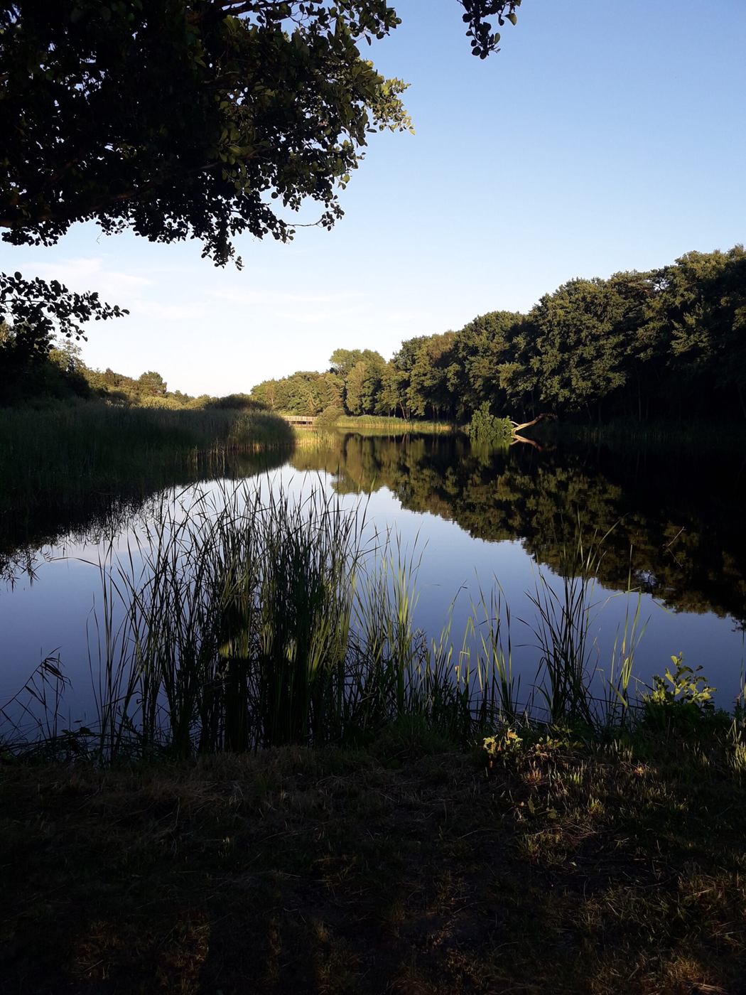 Stiller See im Wald bei Prerow